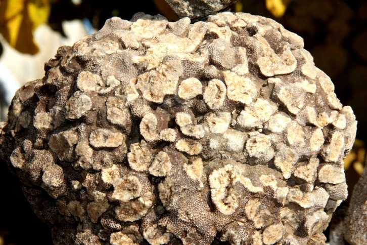 10 kilo ağırlığında 65 milyon yıllık derya mercanı bulundu
