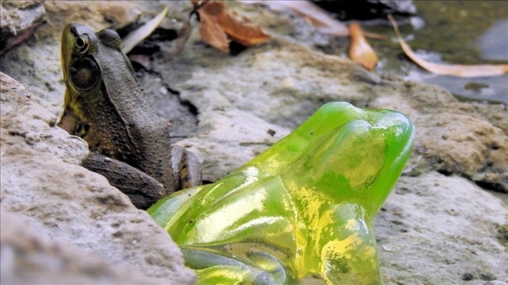 Bilim kullanmakta olanları cam kurbağaların nite saydamlaştığını keşfetti