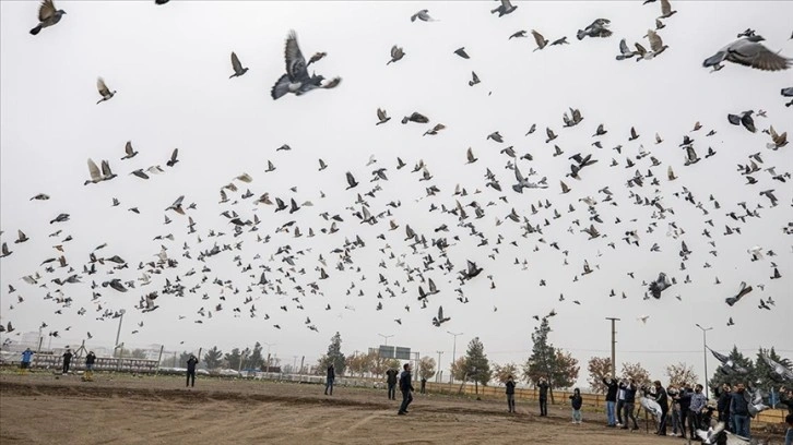 Diyarbakır'da planlı etkinlikte binlerce güvercin uçuruldu
