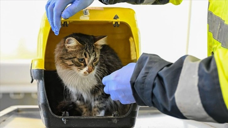 Enkazdan kurtarılan yerel zooloji İzmir’de rehabilite ediliyor