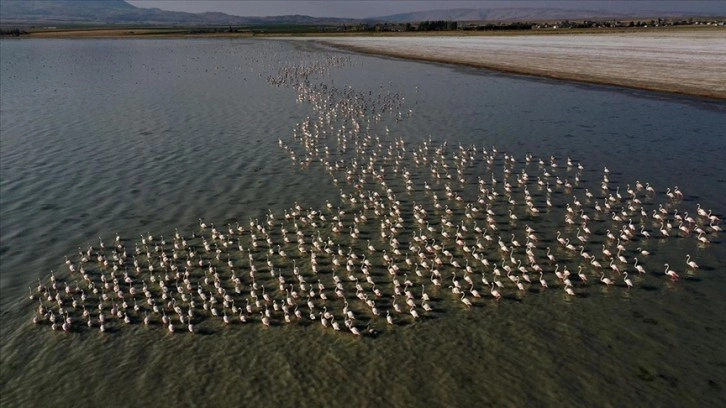 Flamingolar Arin Gölü'ne nitelik katıyor