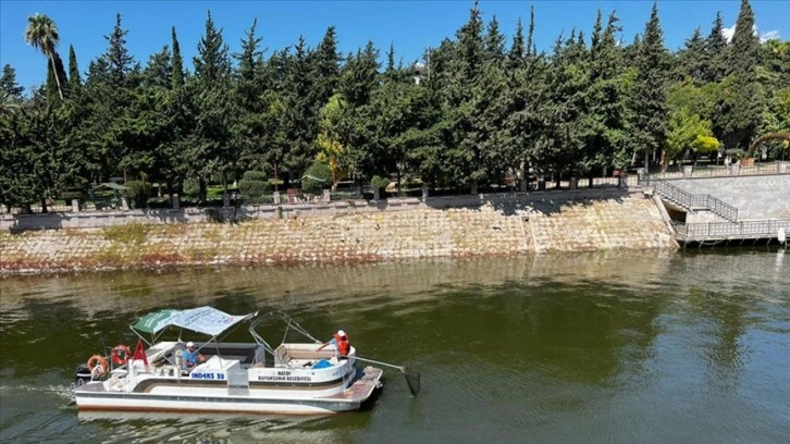 Hatay'da Asi Nehri'ni şamil su sümbülleri temizleniyor