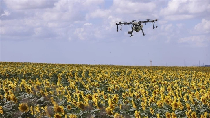 İstanbul'da günebakan tarlalarındaki 'çayır tırtılına' için dron ile ilaçlamada sona