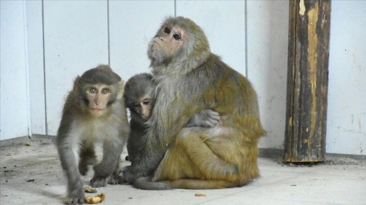 Kaçakçıların elinden kurtarılan bebek maymunlara 