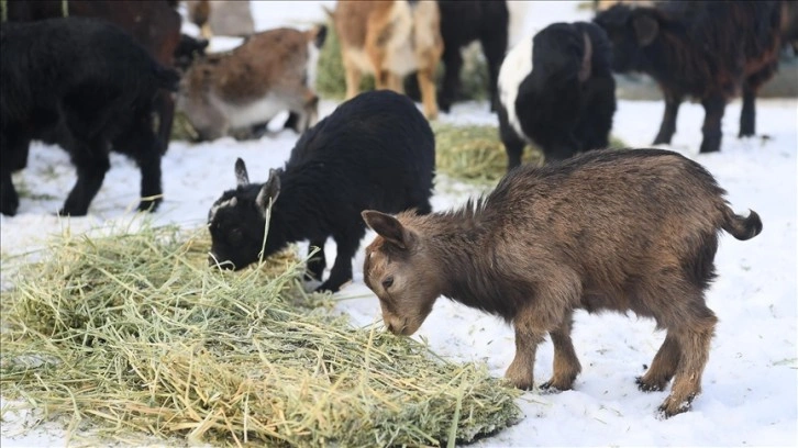 Kayseri'de hayvanat bahçesinin sakinlerine kış aylarına hususi görev yapılıyor