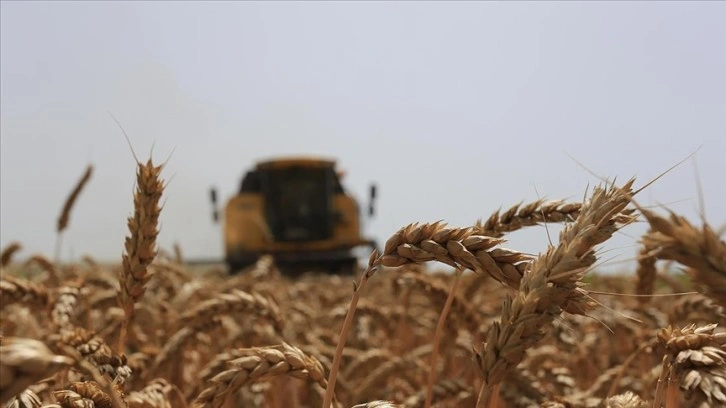 Konya'da buğdayda ürün değişim yapmak ve dirimlik kaybı riskine TARSİM teminatı sağlandı