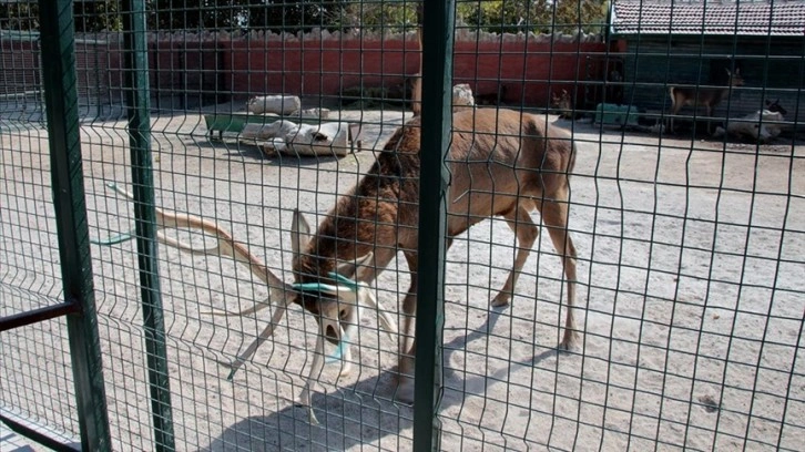 Konya'daki merkezde 9 ayda 500'e DOĞRU ıssız hayvanı tedavi edildi