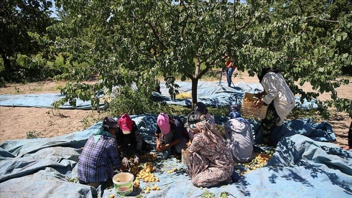 Malatya'da mevsimsel ekincilik işçilerinin 