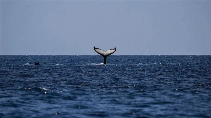 Omurgası fay kambur balina Moon, kurbağalama stiliyle 5 bin kilometre yüzdü