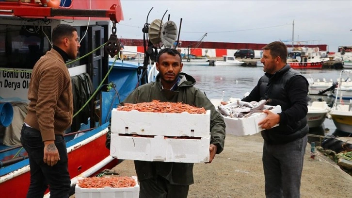 Tekirdağ'da önemsiz bölge balıkçıları kıyıya karidesle dönüyor