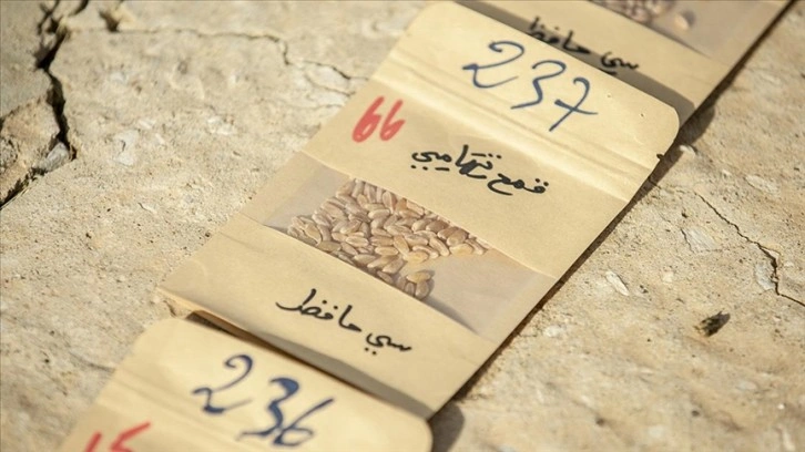 Tunuslu çiftçi ithal tohum bağımlılığına hakkında yerel tohumlara 