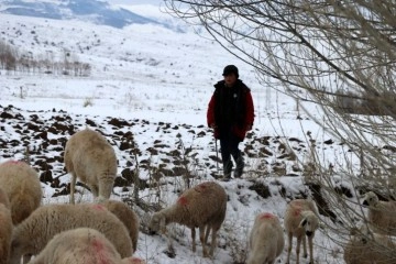 11 yaşındaki çoban dondurucu soğukta sürü güdüyor