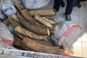 ABD’de 2 Demokratik Kongolu'ya fildişi ve boynuz kaçakçılığından gözaltı