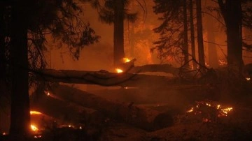 ABD'nin Colorado eyaletindeki orman yangını 513 milyon dolarlık hasara hastalık oldu