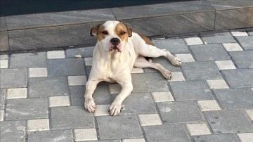 Adana'da polis, sabık sene sokağa ayrılma edilen 'yasaklı ırk' 70 köpeği barınağa yerleşt