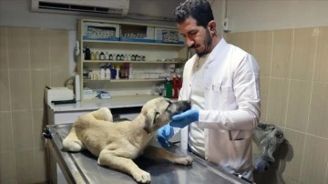 Adıyaman'da sahipsiz hayvanlara kuduruk aşısı yapılıyor