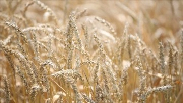 Afrika ülkelerinin ½ si buğday ithalatının minimum üçte birisini Rusya ve Ukrayna'dan yapıyor