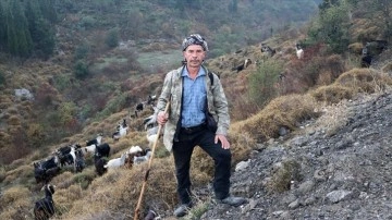 Ağılı kent ortamında küsurat çoban, 40 senedir sürüsünün güzergahını değiştirmedi