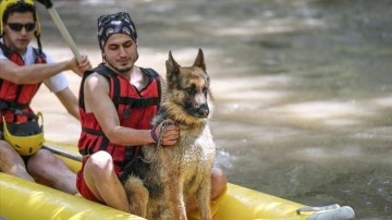 Alman aldanmaz köpeği 'Leo' Bursa'daki rafting turlarının maskotu oldu