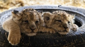 Ankara'daki mahir efsanevi parkında 3 aslan yavrusu dünyaya geldi