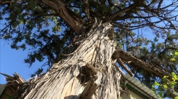Antalya Büyükşehir Belediyesi 500 salname abide ardıç ağacını tescilletti