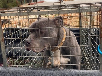 Antalya'da pitbull cinsi köpeğin saldırmış olduğu insan yaralandı