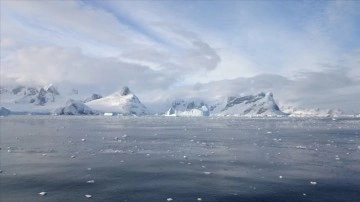 Antarktika'da 'dünyanın en şişman balık üreme kolonisi' keşfedildi