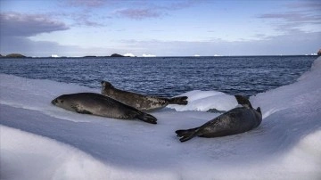 Antarktika’dan denize munsap  herhangi bir inme su iklim değişikliğine etmen oluyor