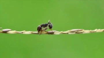 Araştırmaya göre, karıncalar kanserli hücreleri koklayarak fark edebiliyor