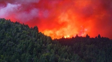 Arjantin'deki orman yangınlarında 500 bin hektardan çok düzlük dokunca gördü