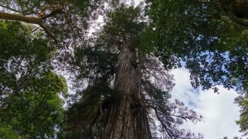 Arjantin'in 2 bin 600 yaşından şişman ağacı 'El Alerce Abuelo' çağlara alan okuyor