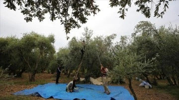 Asırlık zeytin ağaçlarının bulunmuş olduğu Derik'te güç iş başladı