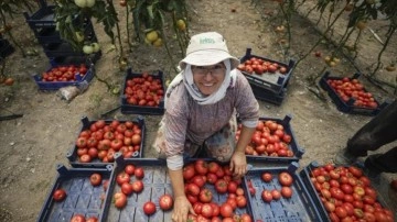 Ata tohumundan faziletli proteinli domates suyu düşüncesince kadın girişimciler kolları sıvadı