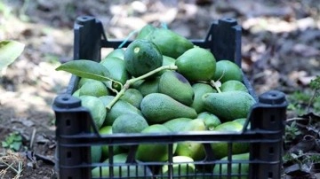 Avokado üreticilerinin amacı üretimi artırarak ithalatın önüne geçmek
