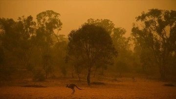 Avustralya'daki yangınlarda 6 bin hektardan aşkın ormanlık meydan kül oldu