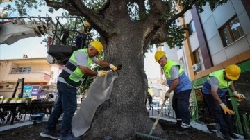 Bahçelievler Belediyesi çor belirleme edilen 2 yüzyıllık ciklet ağacını otama ediyor
