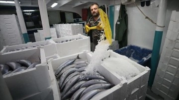 Batı Karadeniz'de palamut, balıkçıların yüzünü güldürdü