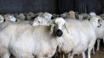 Besicilerin ıslahat etmiş olduğu Akkaraman koyunlarında koşa mevlit payı arttı