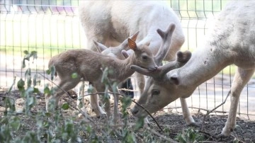 Beyaz mülevven geyiklerin kahverengi yavrusuna "Mucize" ismi verildi