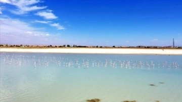 Bitlis'in "kuş cenneti" Arin Gölü kuraklık dolayısıyla küçülüyor