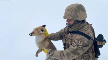 Bitlis'te jandarma ekipleri donmak kabil bulunan yaralı tilkiyi kurtardı