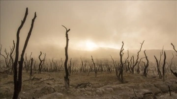 BM iklim zirvesinde 100'den çok reis 2030'a derece orman kaybını durdurmayı üstenme etti