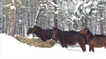 Bolu Dağı'ndaki yılkı atlarına hile bırakıldı