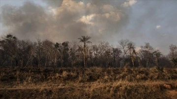 Brezilya'daki Amazonlar'da ormansızlaşma sonuç 15 senenin en faziletkâr seviyesine çıktı