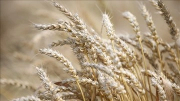 Buğday fiyatları, haftalık bazda yüzdelik 40'ın üstünde artarak 12 doları aştı