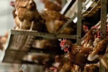 Bulgaristan’da kuş gribi paniği: 39 bin tavuk itlaf edilecek