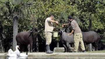 Bursa'daki hayvanat bahçesinde tapir ailesinin güneşli havada ovma keyfi