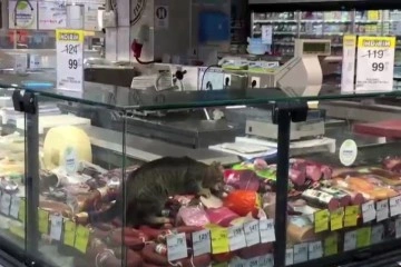 CarrefourSA’da şok eden görüntü: Reyona giren kedi kavurmayı yedi