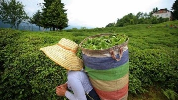 ÇAYKUR, ilk teşrin kocaoğlan yaş çay bedelini erte üreticilerin yerine yatıracak