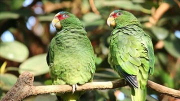 'Çevreye salınan yeşil papağanlar dirim bilimsel çeşitliliğe dokunca verebilir' uyarısı